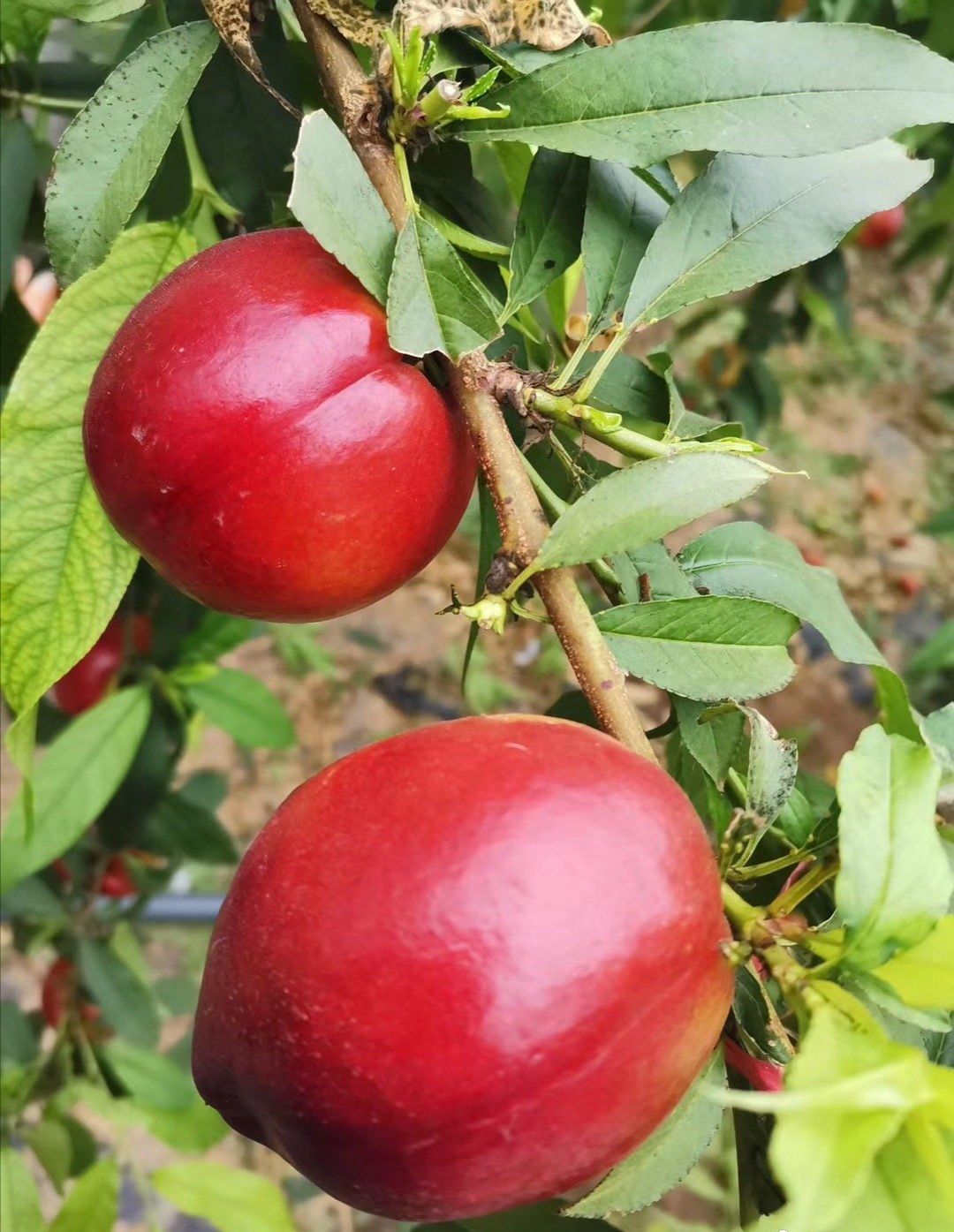  【精品油桃】北京密云直发 个头大汁液多口感好耐储运 现摘现发