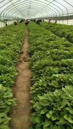 夏津县西瓜红红薯苗 红薯秧批发
