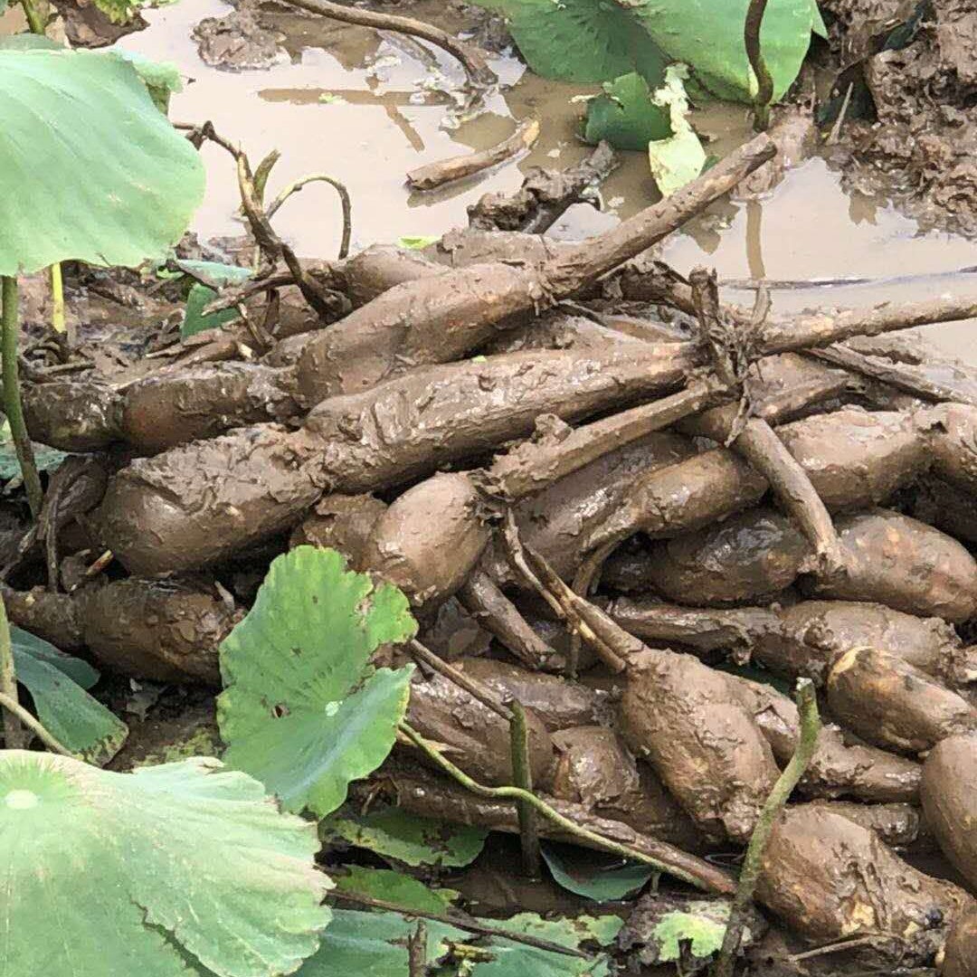 巨无霸莲藕 藕己上市