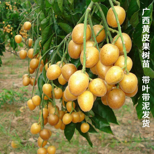 灵山县 甜黄皮苗 又名出世甜完全没有酸味
