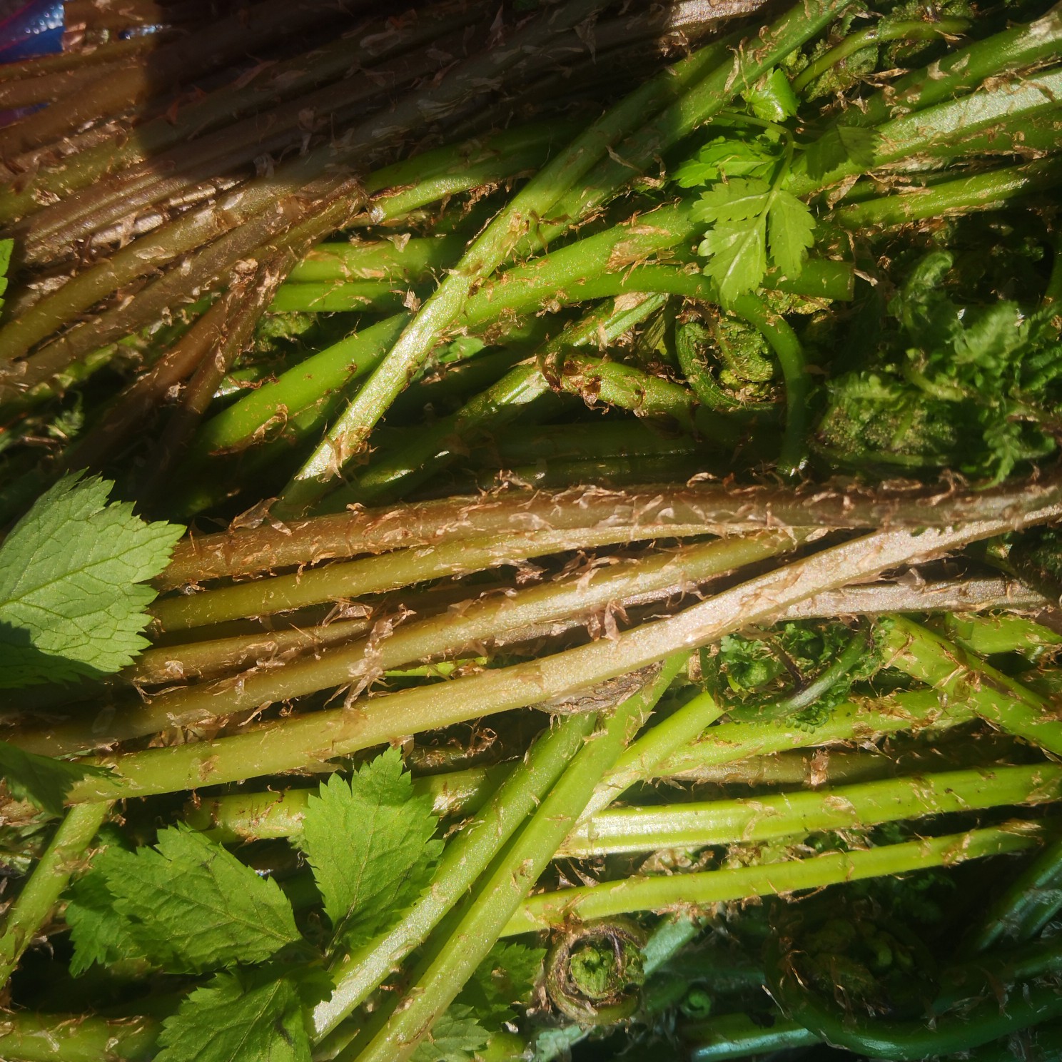 水蕨菜牛毛广广东菜有需要的联系我