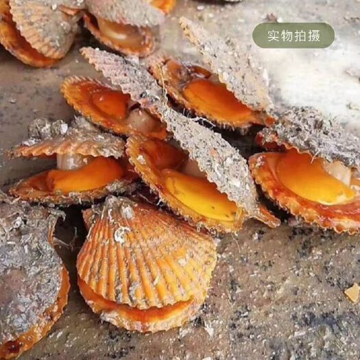  自家养殖的黄金扇贝