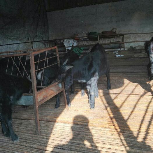 郓城县 养殖场批发努比亚黑山羊小羊羔，做种 纯黑山羊批发