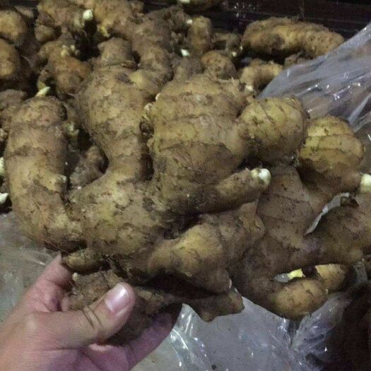瑞丽市 窖藏大黄姜！二黄姜！小黄姜！全国发货！坏烂包赔！
