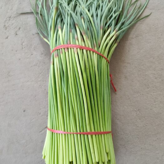 通许县通许蒜薹 50~60cm