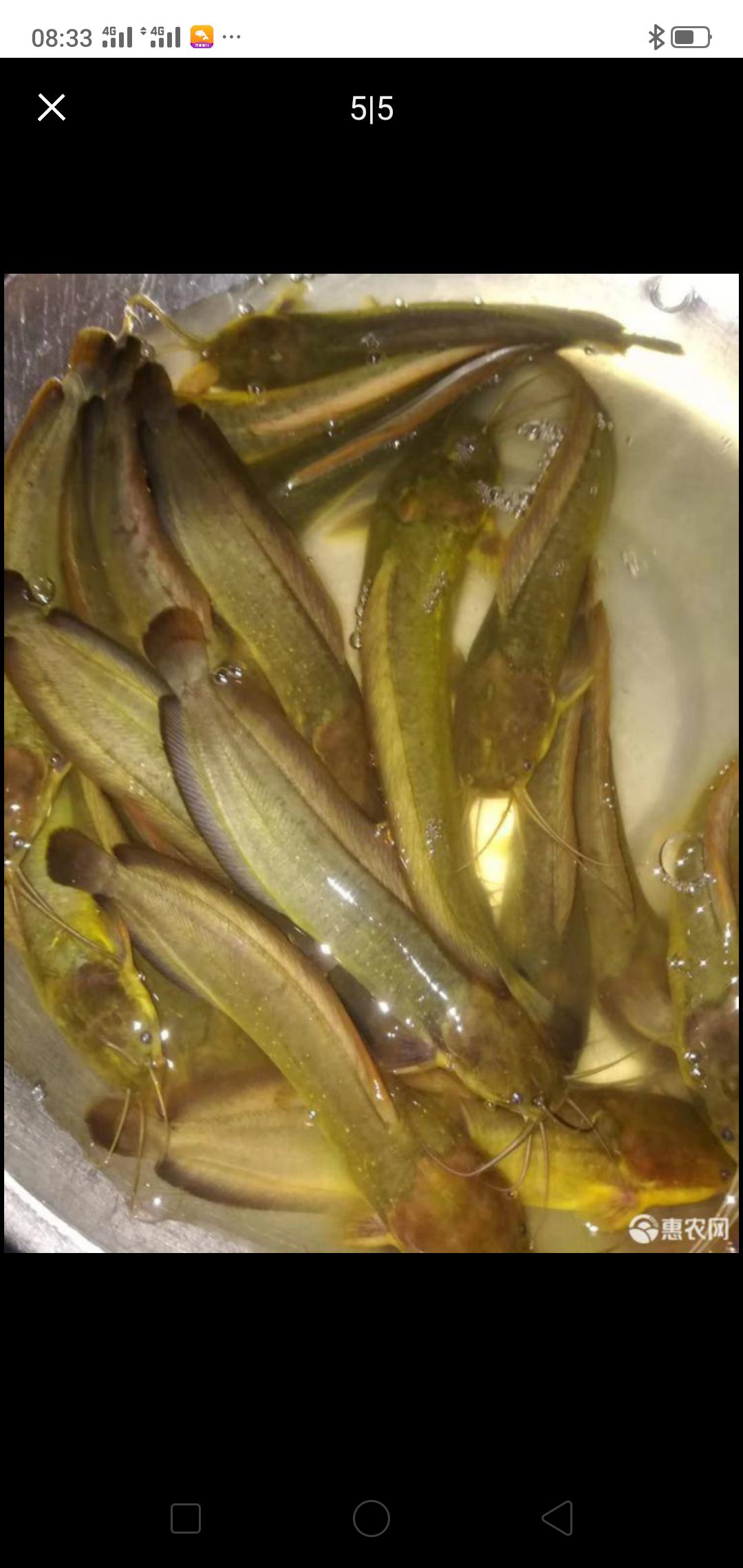 江鳅苗，鳜鱼苗  各种规格苗子，提供技术服务，量大可以免费