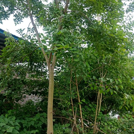 重庆市小叶朴