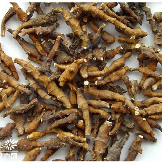 礼县九节菖蒲  甘肃大山深处的天然中药材，一手货源质量保证