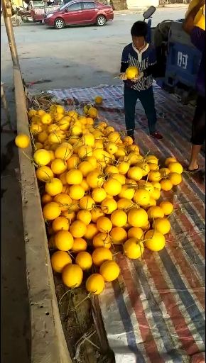  久红瑞 精品久红瑞 河南安阳滑县万亩甜瓜大量上市中