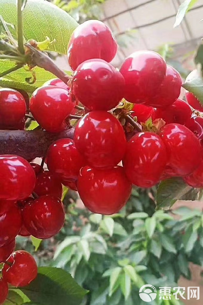 大樱桃 甜甜  大  水