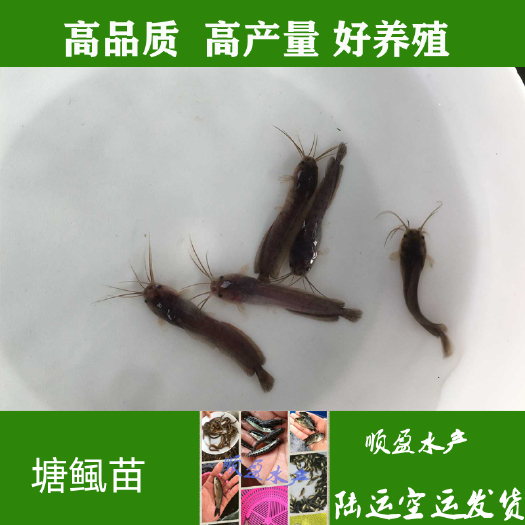 广州 塘鲺鱼苗 本地三黄塘鲺苗 塘角鱼苗