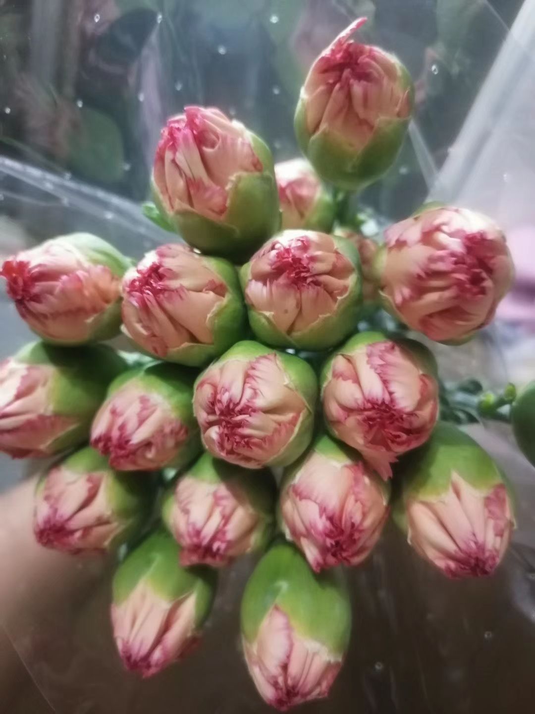 康乃馨切花  康乃馨