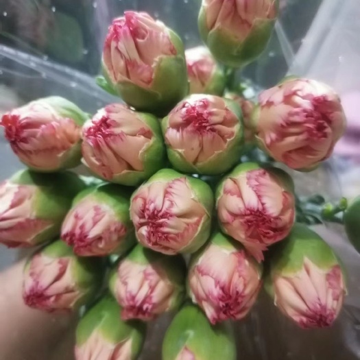 昆明康乃馨切花  康乃馨
