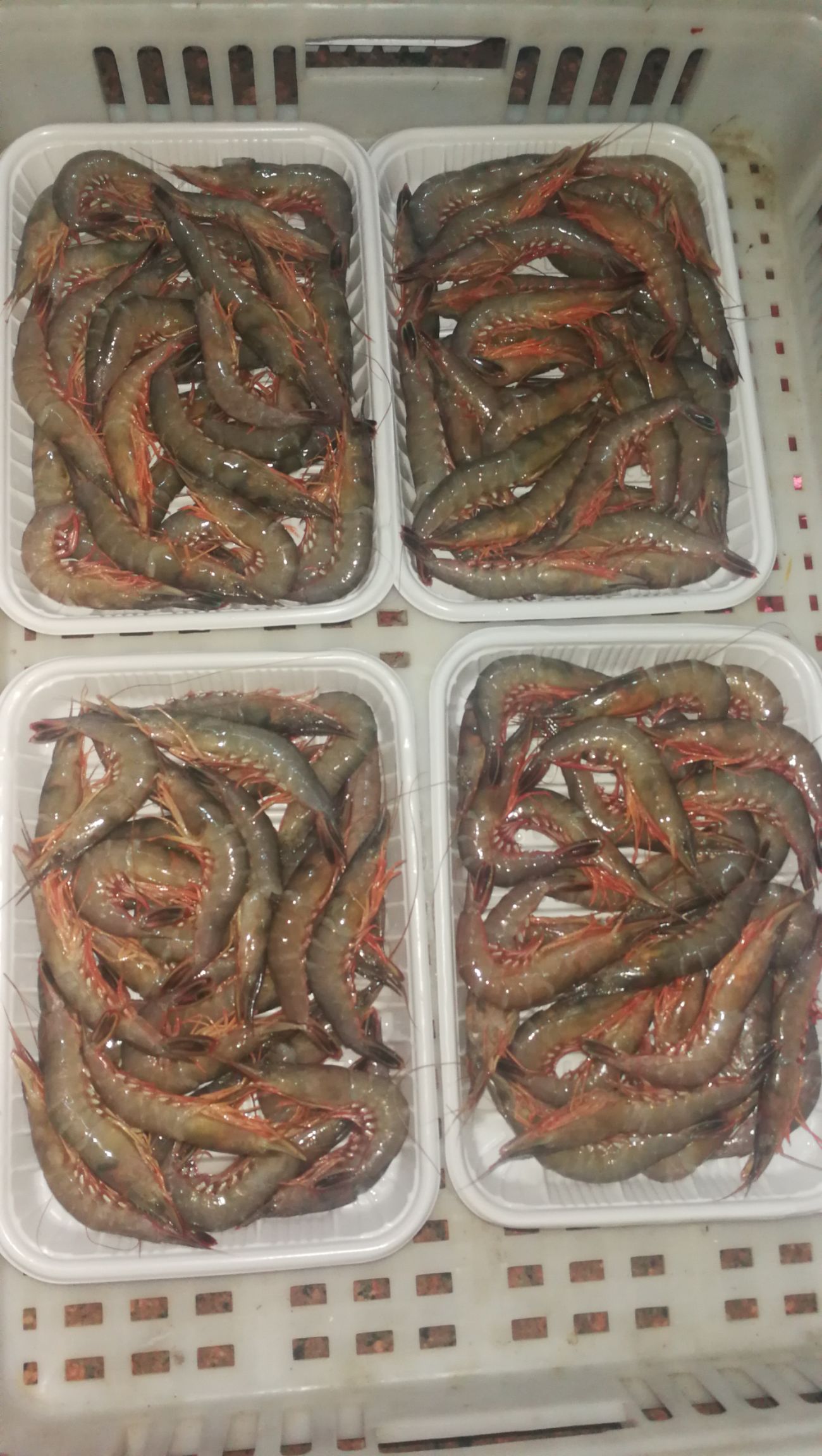 深海海鲜 ～生～深海活动剑虾