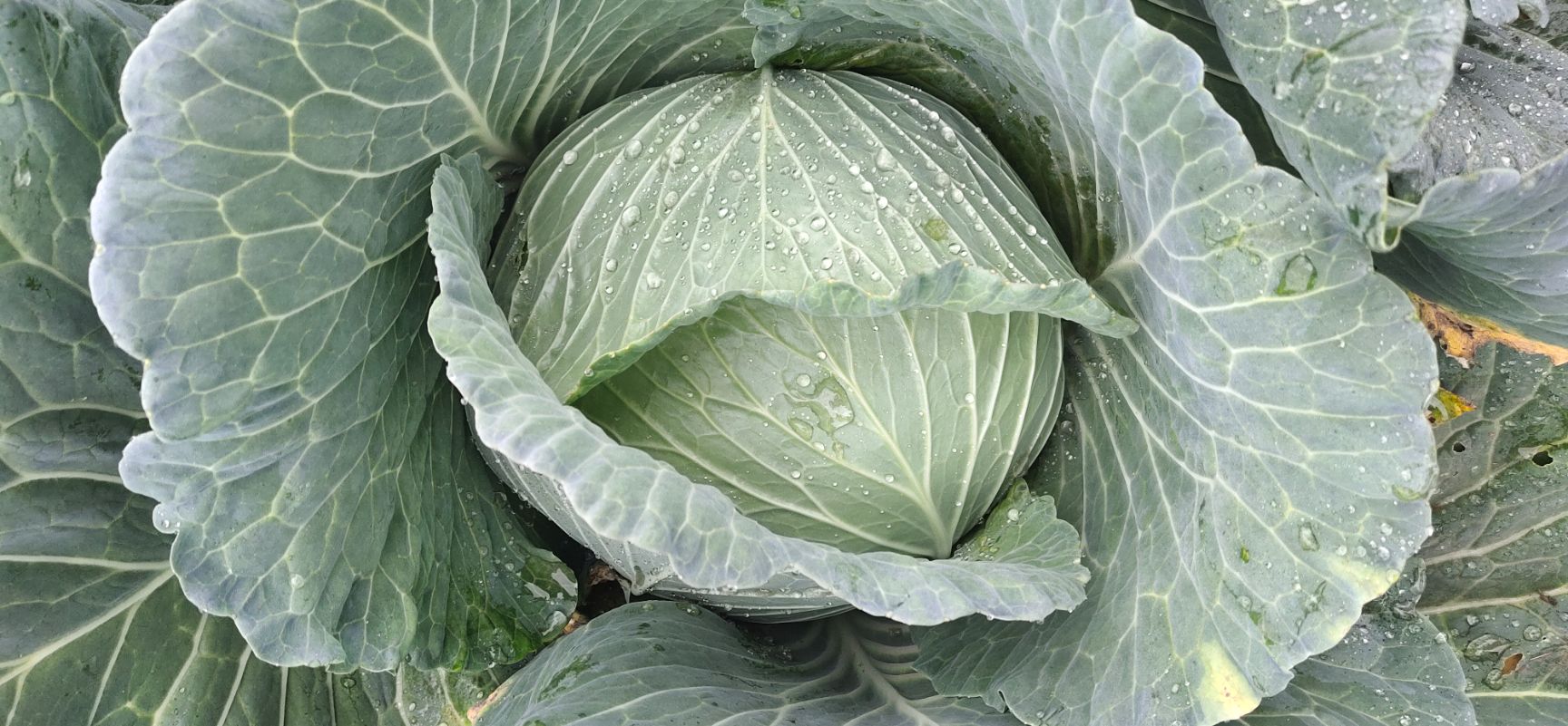 包菜  本地春福来  四月帅   迎雪翠飞   刚上市