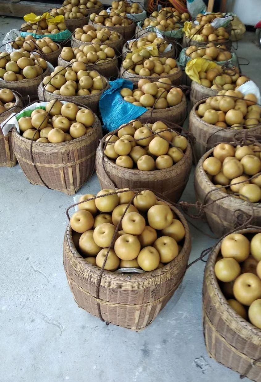 金秋梨 基地直供