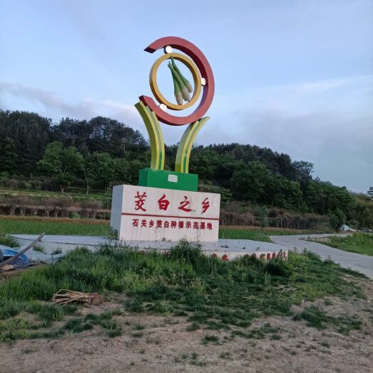 岳西县高山茭白