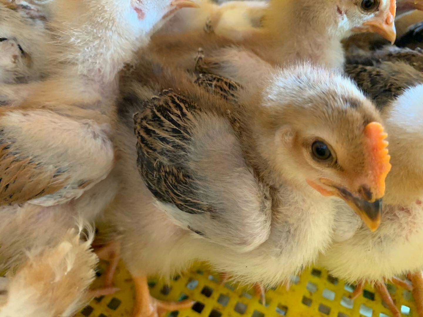 K9鸡苗  K9土鸡苗 鸡苗 脱温苗半斤左右