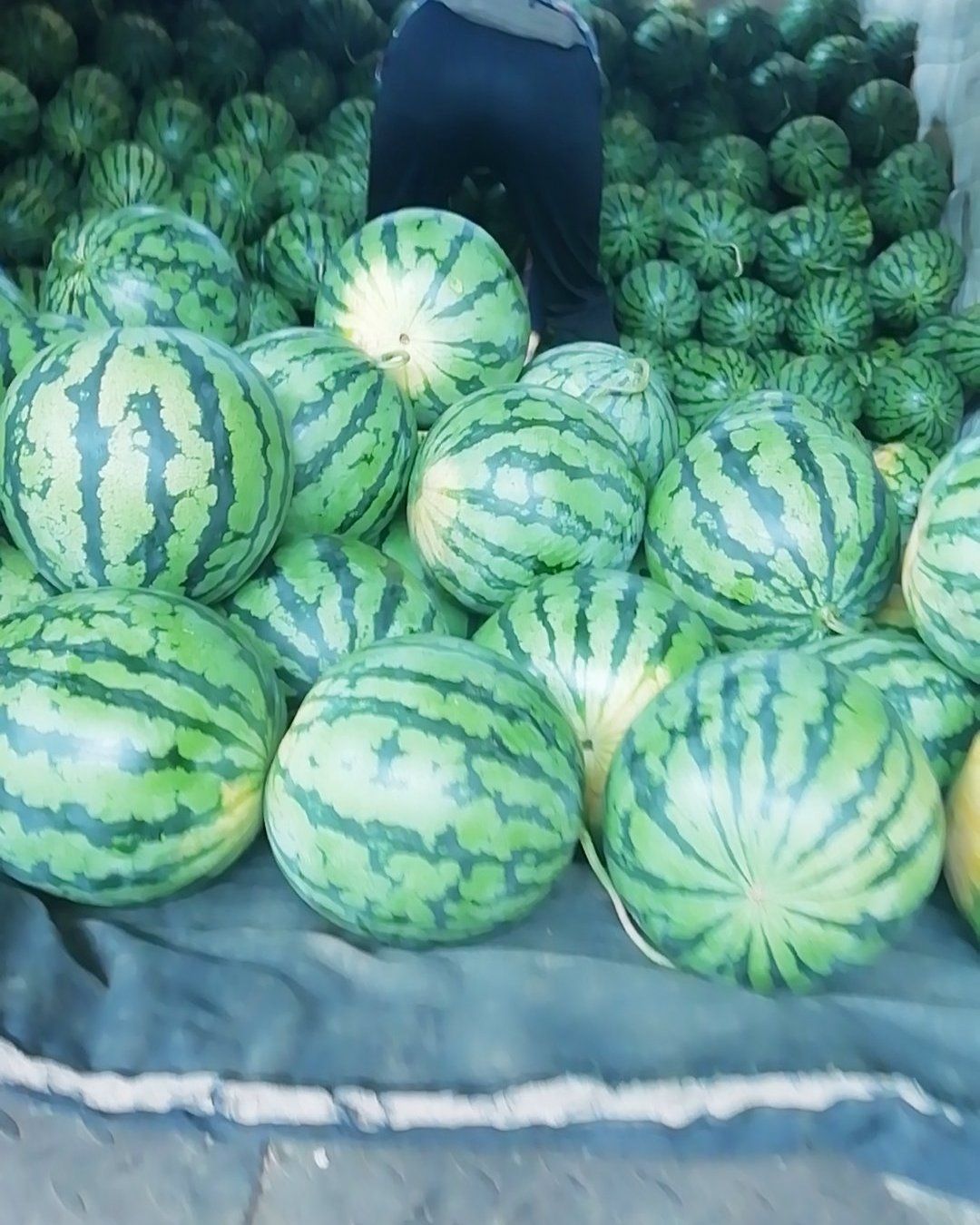 甜王西瓜  甜王O，3号，5号