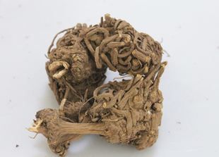 华亭市藁本 统货