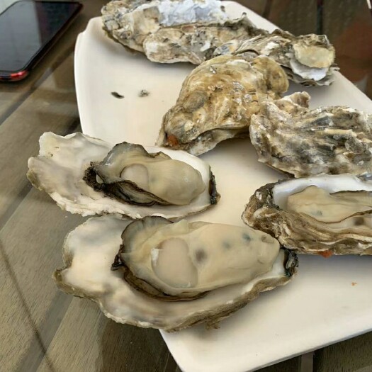 闽侯县生蚝 生蚝
