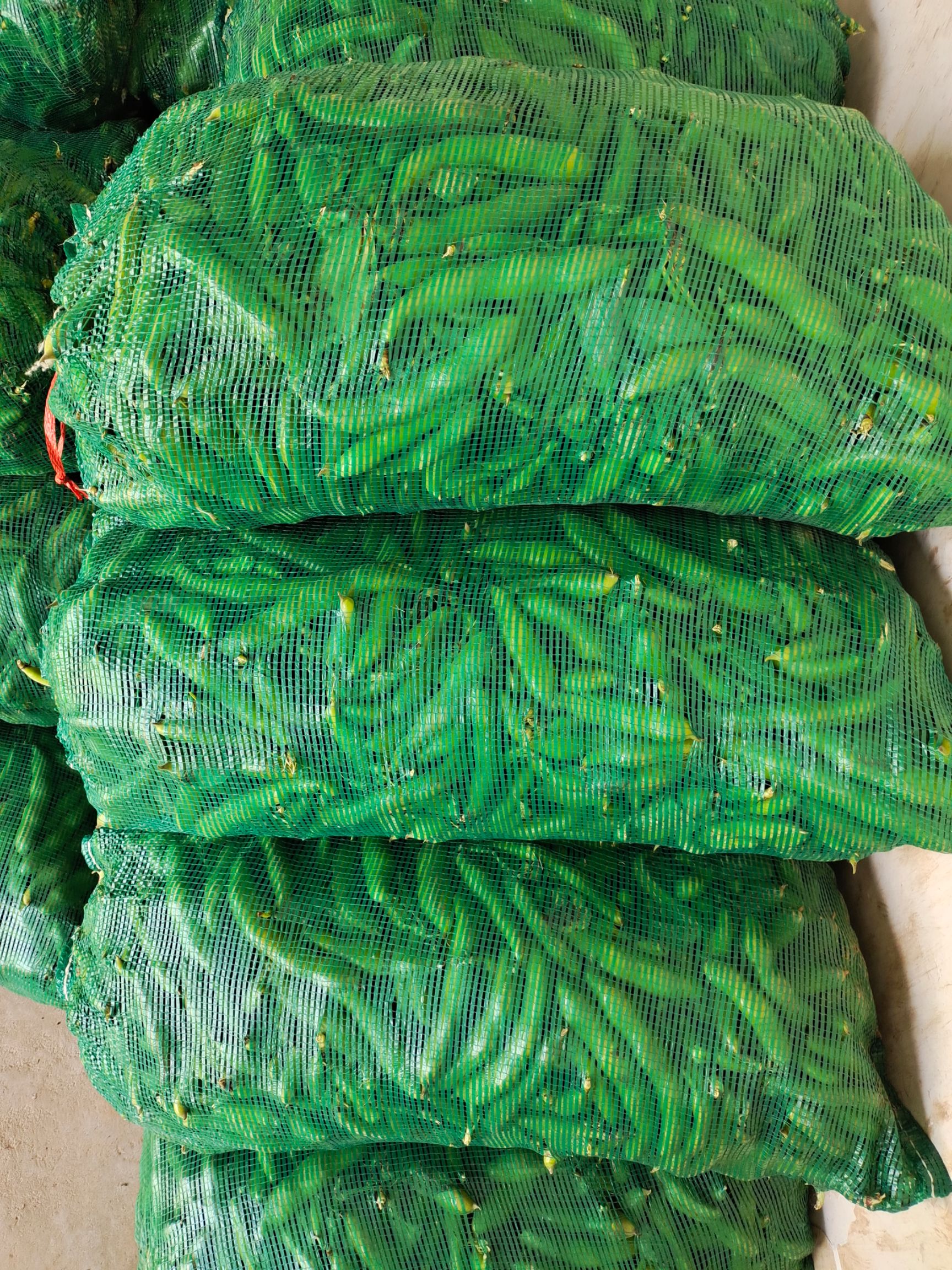  蚕豆已经大量上市