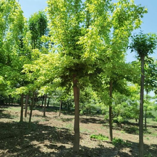 郓城县 15公分金叶复叶槭