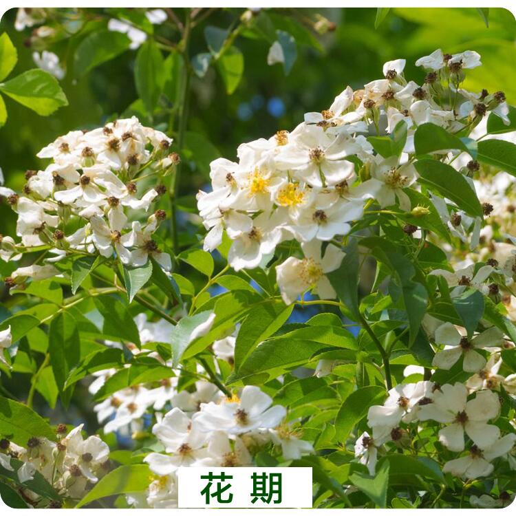 含香樱桃苗 金樱子树苗 刺榆子苗刺梨子苗金罂子苗山石榴苗
