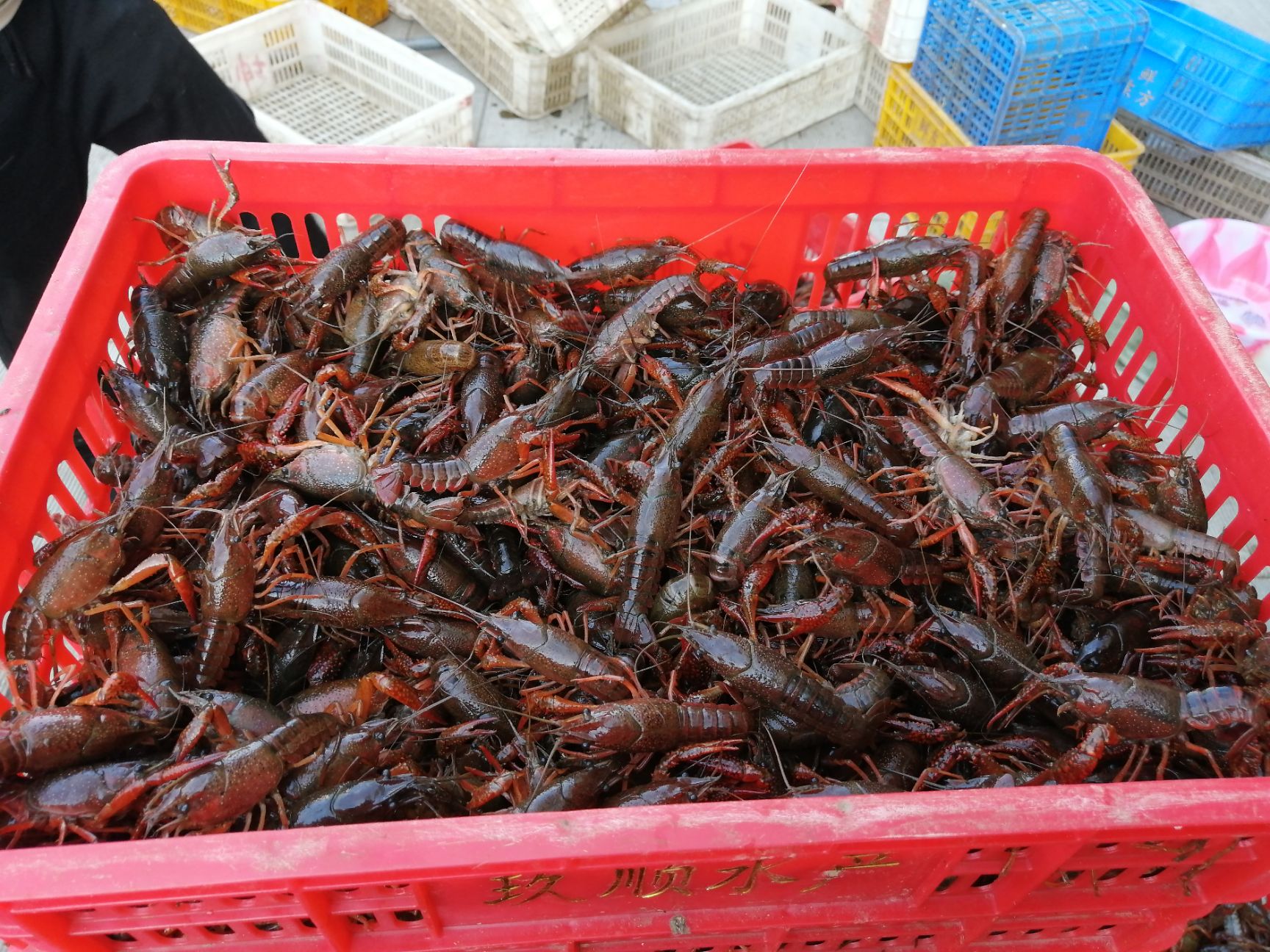  小龙虾 清水小龙虾清水小龙虾