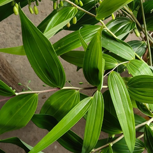 苍南县鸡头黄精 全的