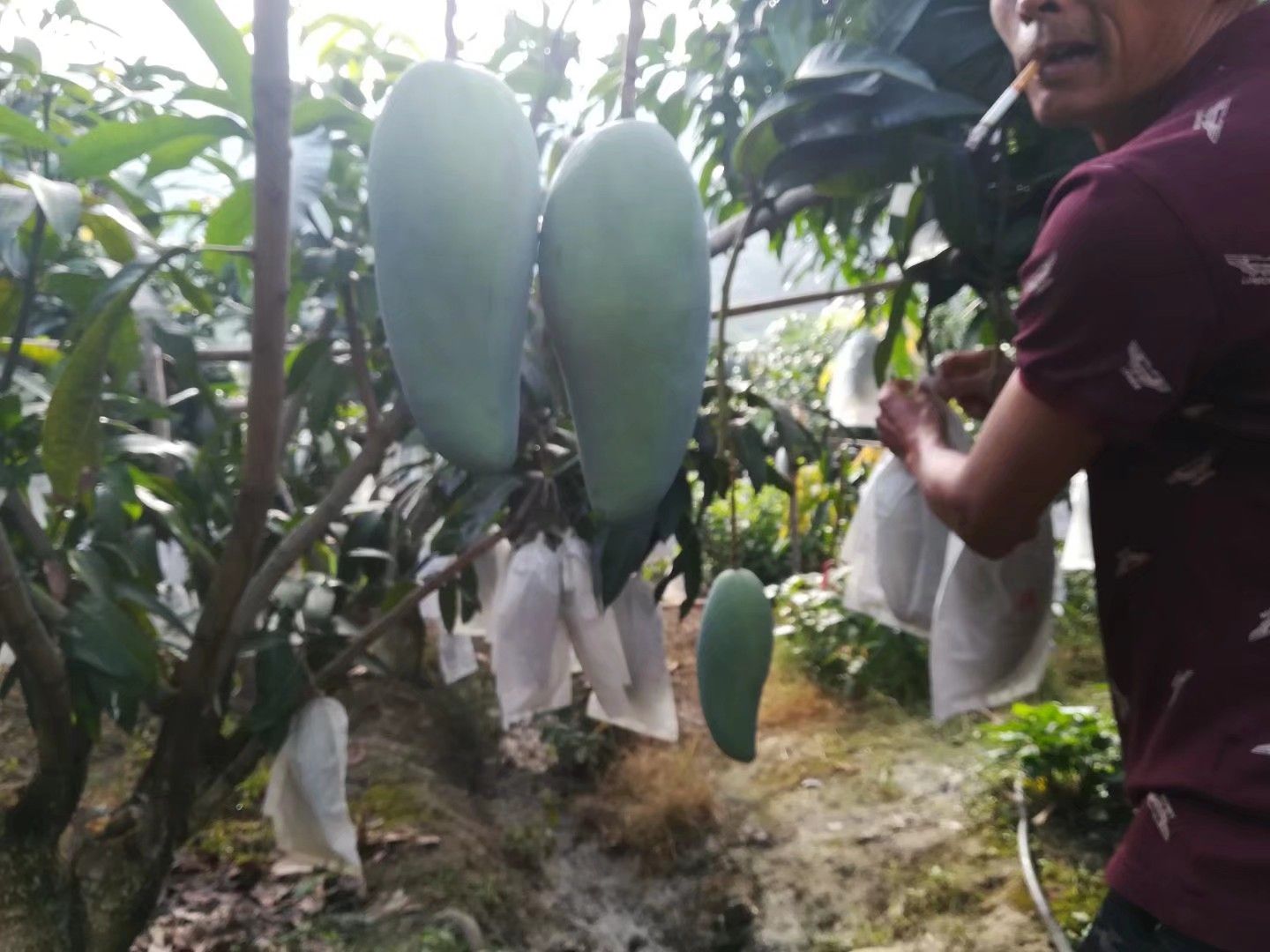 攀枝花金煌芒果 大青芒 支持一件代发  整车出货