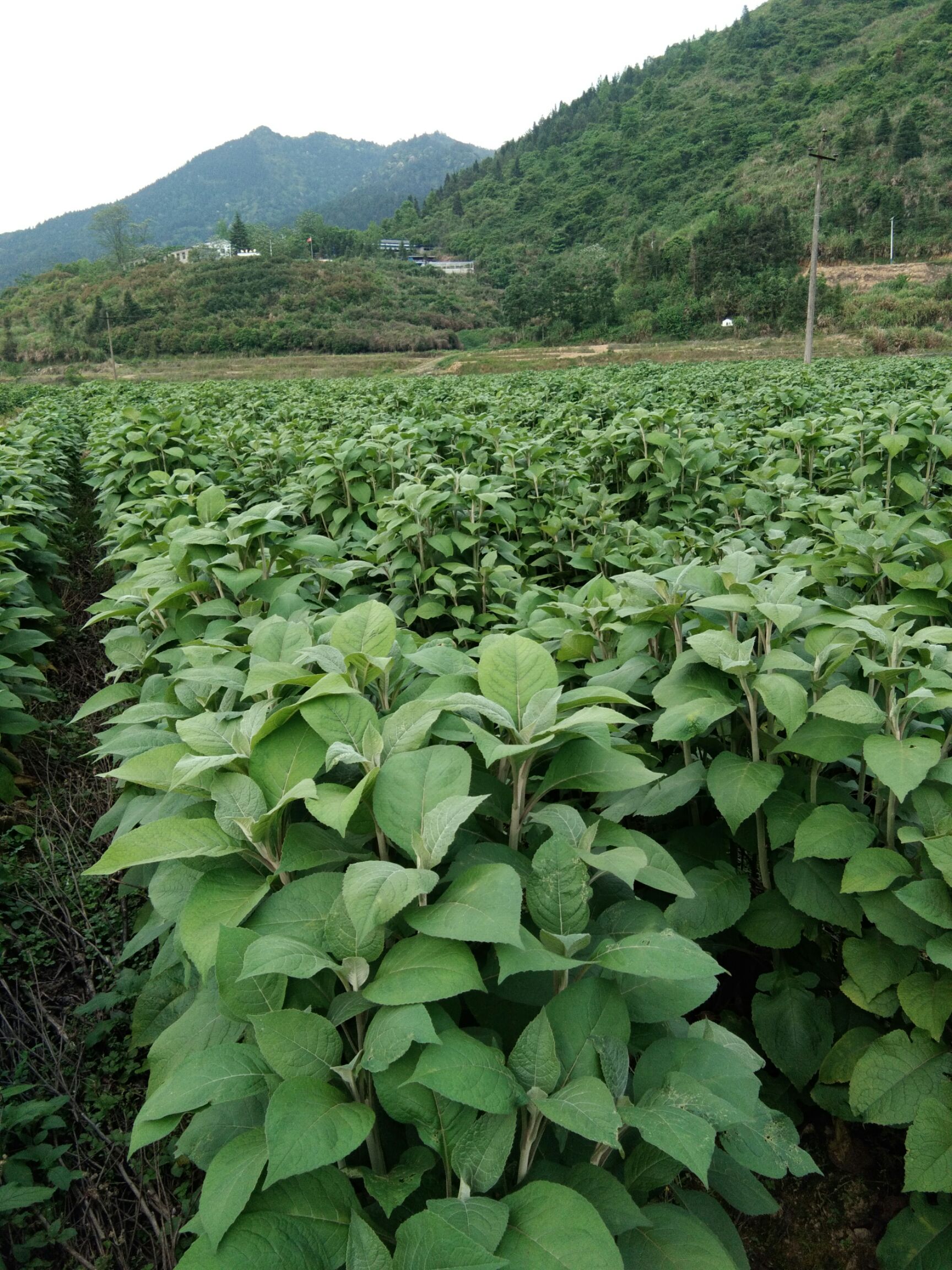  汝城广升麻中药材