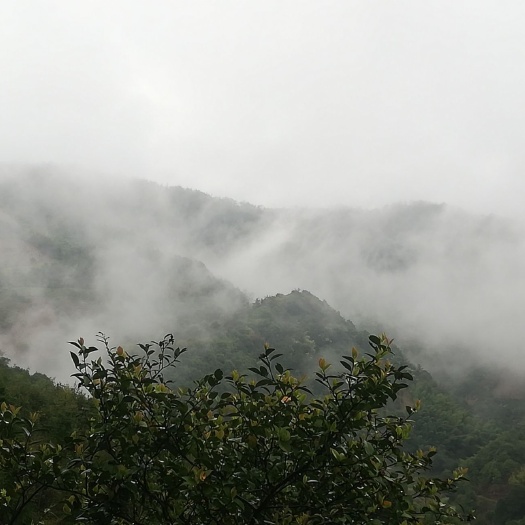 祁门县炒青茶 正宗黄山茶农自家自产的青茶