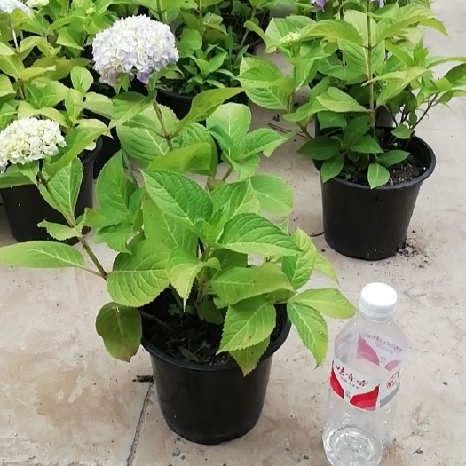 安顺 1加仑盆无尽夏绣球花带盆带土带花苞发货