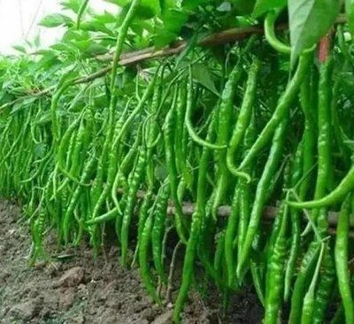重庆市二荆条辣椒 中辣