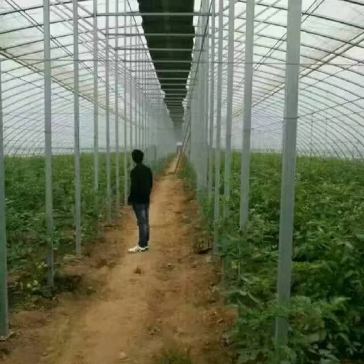 天津种植大棚 养殖大棚全套鸡舍保温养鸡场大棚骨架钢管鸭猪鹅设备鸡棚搭建户外
