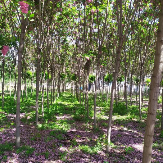 唐山 河北唐山丰润香花槐7到10公分低价出售