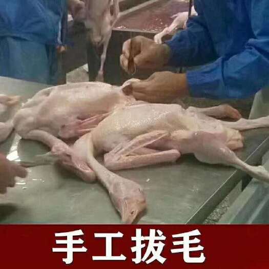 东港市白条鸭（优选）梅河口直销白条雁鸭，24小时发货