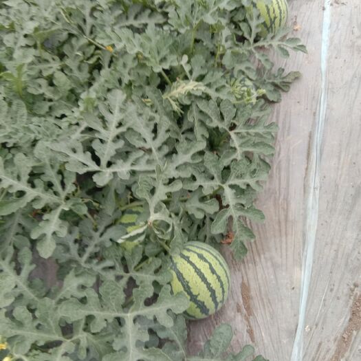 太和县 王晓飞麒麟西瓜基地欢迎您
