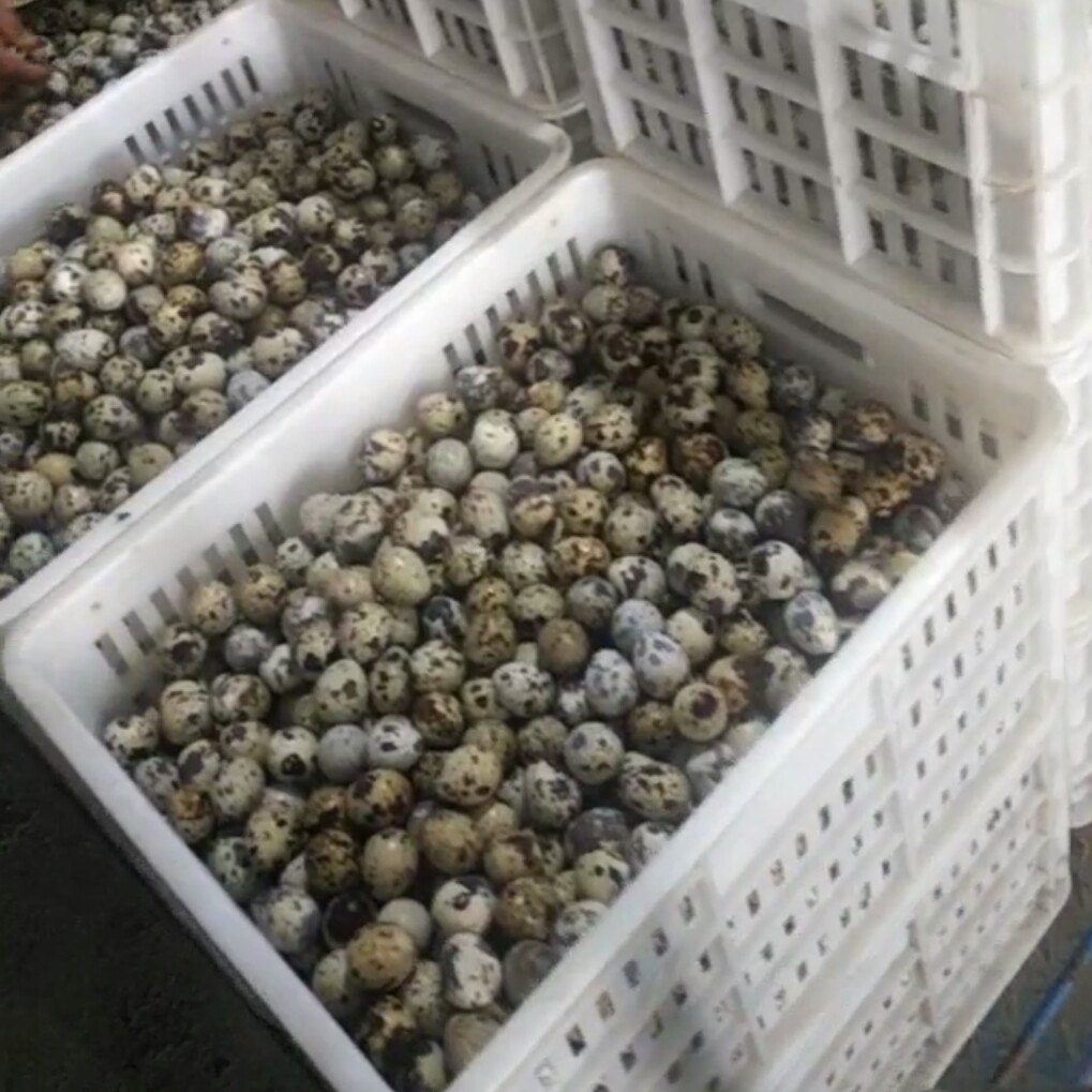 鹌鹑蛋  禽蛋饥采五谷杂粮渴饮井泉清水 减去胶框重量挑出来次