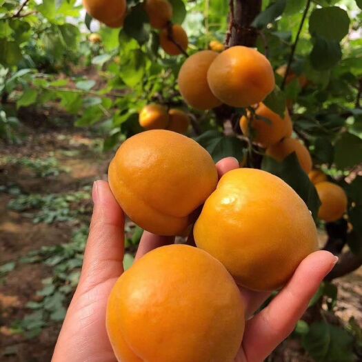 大荔县 我喜欢黄杏
硬果酸中带甜
软果甜中又参杂着丝丝的香
刺激着味