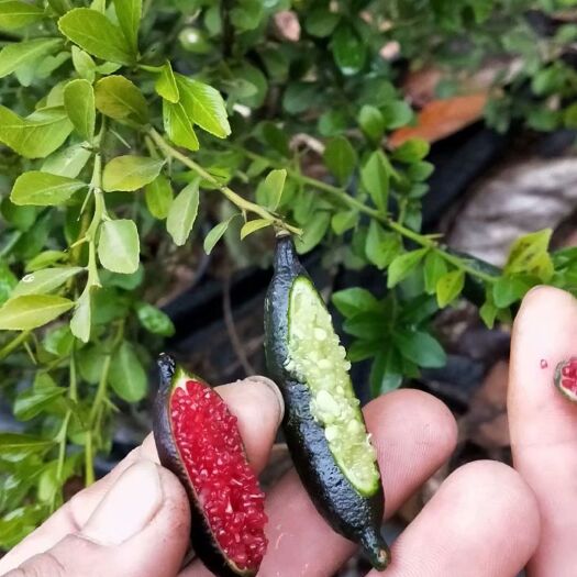 灵山县手指柠檬嫁接苗正宗手指柠檬苗带土带叶柠檬苗高端柠檬苗