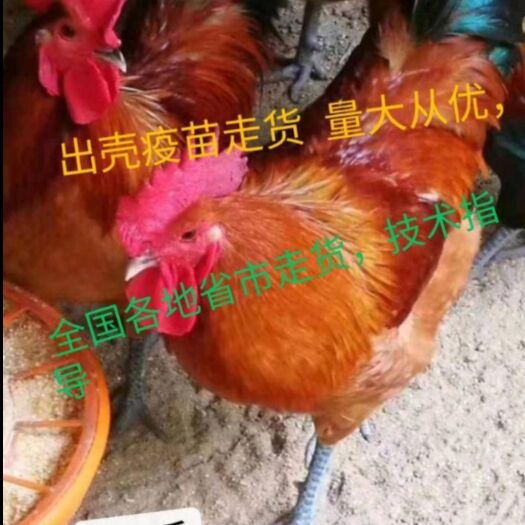 南宁 瑶鸡苗 红瑶鸡苗出壳疫苗包活到家，母苗3斤半，公苗4-5斤
