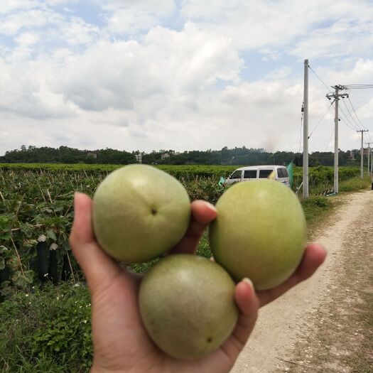 桂林 晨梦鲜  300亩百香果基地