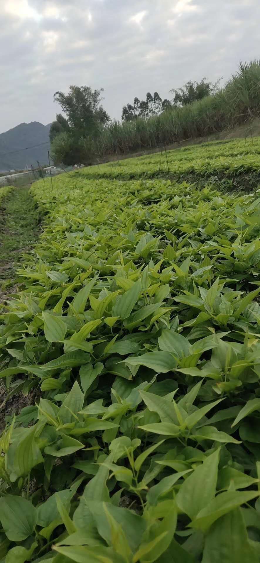 百部种苗亩产13吨代客户育苗