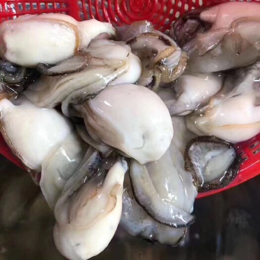 饶平县网红长牡蛎无污染海产品蚝肉