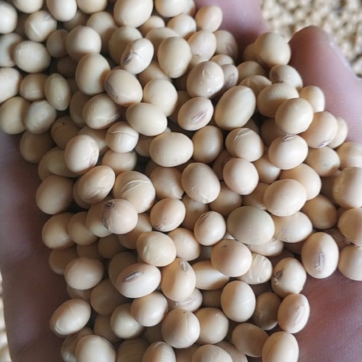 洛宁县黄豆8157  洛阳地区无公害黄豆无农药无化肥。食品，做豆腐。
