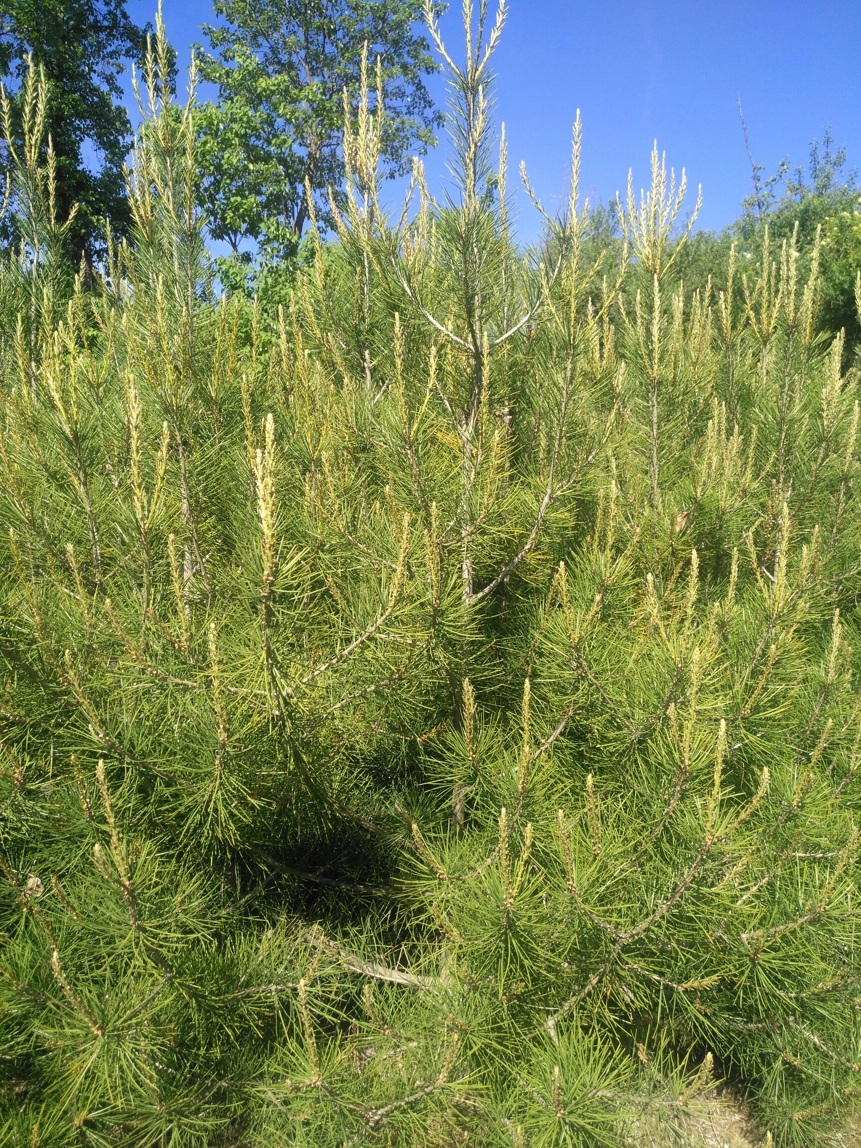  自家种植的白皮松大量上市，货源充足。