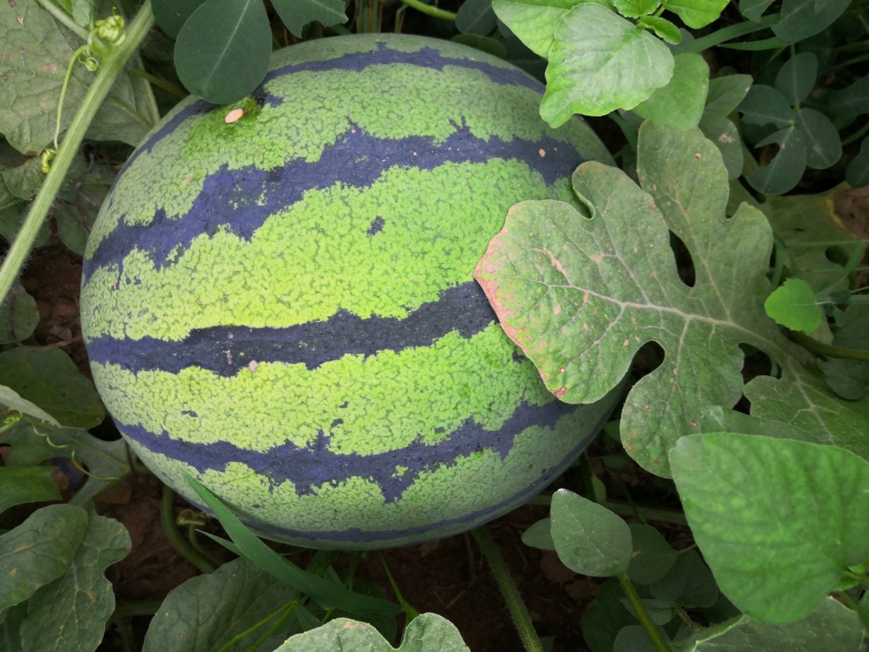  自家大棚，包甜 甜王西瓜