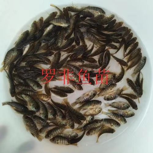昆明罗非鱼苗，成品罗非，各种规格鱼苗，成品鱼。